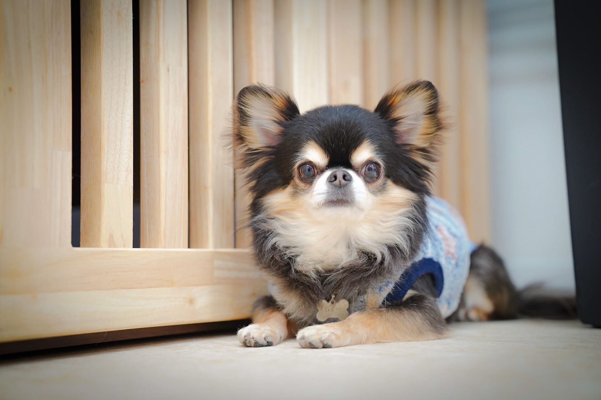 犬