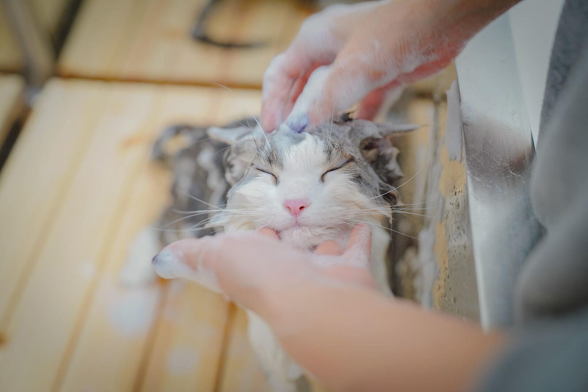 猫
